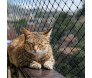 tela-de-seguranca-para-gatos