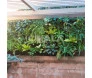 Parede com jardim real instalado	